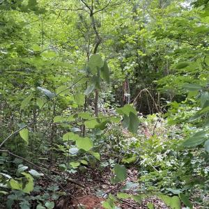 Photo #10 of Horsepen Road, Farmville, VA 7.8 acres