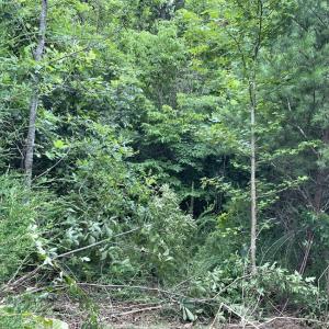 Photo #11 of Horsepen Road, Farmville, VA 7.8 acres