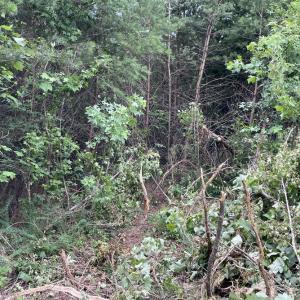 Photo #12 of Horsepen Road, Farmville, VA 7.8 acres