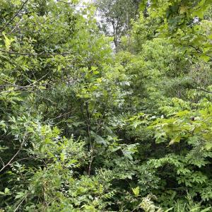 Photo #13 of Horsepen Road, Farmville, VA 7.8 acres