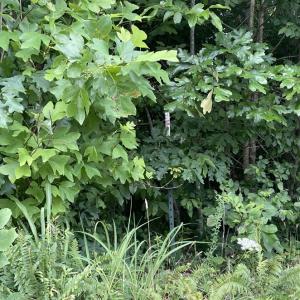 Photo #15 of Horsepen Road, Farmville, VA 7.8 acres