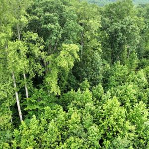 Photo #2 of Horsepen Road, Farmville, VA 7.8 acres