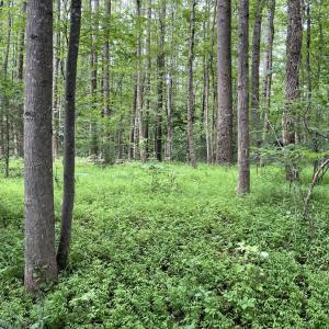 Photo #8 of Horsepen Road, Farmville, VA 7.8 acres