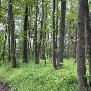 Photo #9 of Horsepen Road, Farmville, VA 7.8 acres