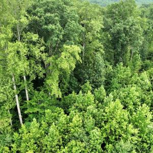 Photo #3 of 7.8 AC Horsepen Road, Farmville, VA 7.8 acres