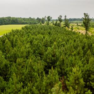 Photo #6 of Germantown Rd, Keysville, VA 4.5 acres