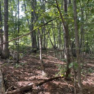 Photo #7 of Bibee Rd, Pittsville, VA 2.2 acres