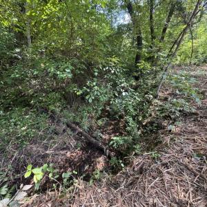 Photo #13 of Watt Abbitt Road, Appomattox, VA 42.7 acres