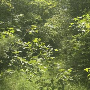 Photo #3 of Twenty- Two Road, Pamplin, VA 5.0 acres