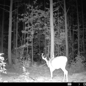 Photo #14 of Algerene Rd, Drakes Branch, VA 104.8 acres