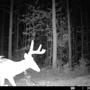 Photo #15 of Algerene Rd, Drakes Branch, VA 104.8 acres