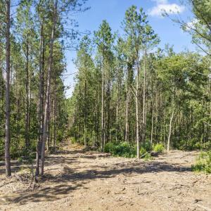 Photo #2 of Algerene Rd, Drakes Branch, VA 104.8 acres