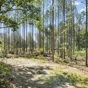 Photo #3 of Algerene Rd, Drakes Branch, VA 104.8 acres