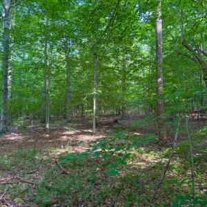 Photo #12 of 55 Mecklenburg Street, Victoria, VA 55.5 acres