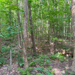 Photo #13 of 55 Mecklenburg Street, Victoria, VA 55.5 acres