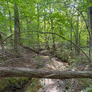 Photo #3 of 55 Mecklenburg Street, Victoria, VA 55.5 acres