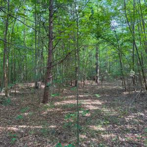 Photo #6 of 55 Mecklenburg Street, Victoria, VA 55.5 acres