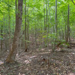 Photo #8 of 55 Mecklenburg Street, Victoria, VA 55.5 acres