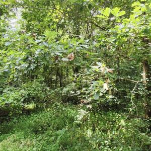 Photo #10 of Chestnut Road, Nathalie, VA 53.3 acres