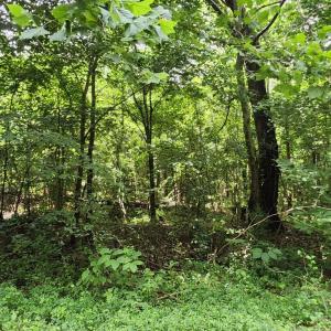 Photo #11 of Chestnut Road, Nathalie, VA 53.3 acres