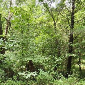 Photo #8 of Chestnut Road, Nathalie, VA 53.3 acres