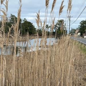 Photo #2 of MAIN ST, CHINCOTEAGUE, VA 0.4 acres