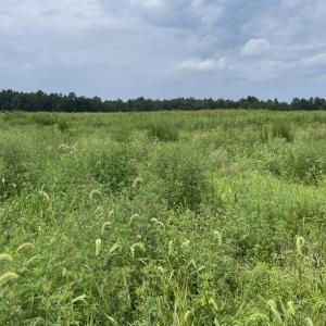 Photo #16 of 175 AC Tomlinson Road, Victoria, VA 175.0 acres