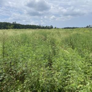 Photo #17 of 175 AC Tomlinson Road, Victoria, VA 175.0 acres