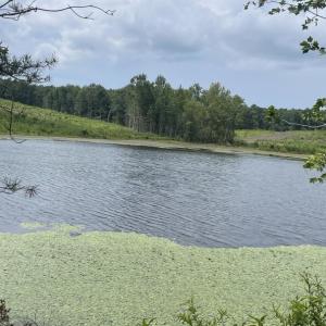 Photo #22 of 175 AC Tomlinson Road, Victoria, VA 175.0 acres