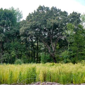 Photo #17 of Sweden Fork Creek Lane, Chatham, VA 201.0 acres