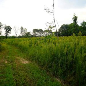 Photo #19 of Sweden Fork Creek Lane, Chatham, VA 201.0 acres