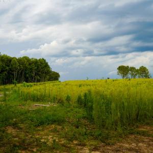 Photo #20 of Sweden Fork Creek Lane, Chatham, VA 201.0 acres