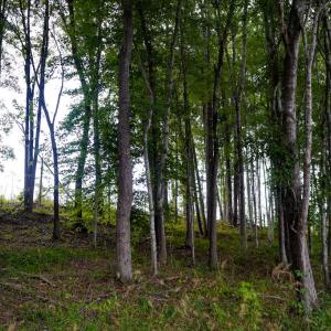 Photo #21 of Sweden Fork Creek Lane, Chatham, VA 201.0 acres