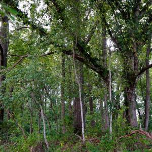 Photo #22 of Sweden Fork Creek Lane, Chatham, VA 201.0 acres