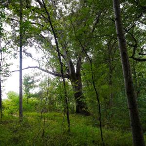Photo #24 of Sweden Fork Creek Lane, Chatham, VA 201.0 acres