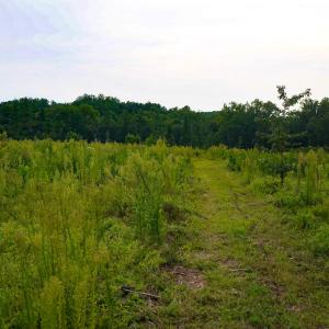 Photo #25 of Sweden Fork Creek Lane, Chatham, VA 201.0 acres