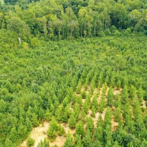 Photo #30 of Sweden Fork Creek Lane, Chatham, VA 201.0 acres