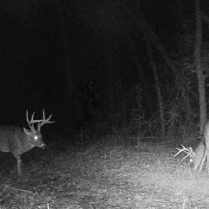 Photo #42 of Sweden Fork Creek Lane, Chatham, VA 201.0 acres