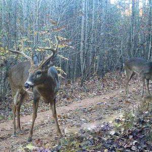 Photo #43 of Sweden Fork Creek Lane, Chatham, VA 201.0 acres