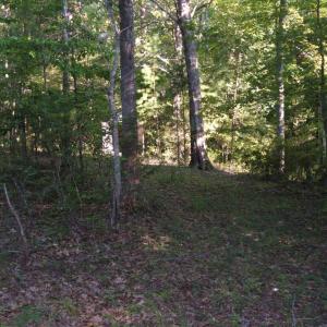 View of wooded lot