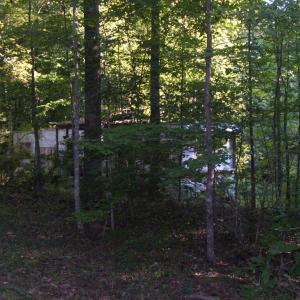 View of wooded lot