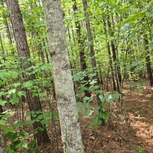 Photo #3 of 691 Miller Camp Road, Buckingham, VA 217.8 acres