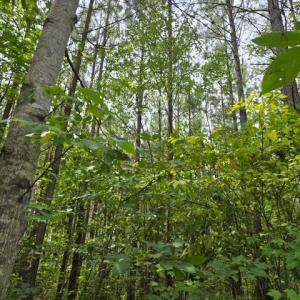 Photo #4 of 691 Miller Camp Road, Buckingham, VA 217.8 acres