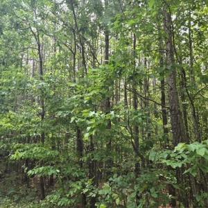 Photo #5 of 691 Miller Camp Road, Buckingham, VA 217.8 acres
