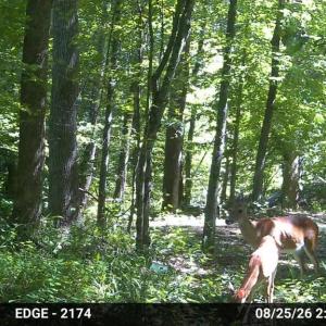 Photo #27 of Gully Tavern Rd, Rice, VA 9.0 acres
