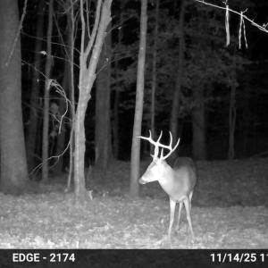 Photo #31 of Gully Tavern Rd, Rice, VA 9.0 acres