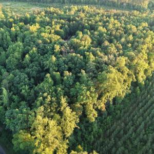 Photo #12 of Barton Rd, Green Bay, VA 5.4 acres