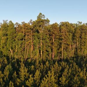 Photo #22 of Barton Rd, Green Bay, VA 5.4 acres