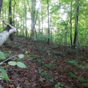 Photo #25 of Barton Rd, Green Bay, VA 5.4 acres