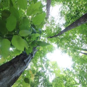 Photo #36 of Barton Rd, Green Bay, VA 5.4 acres